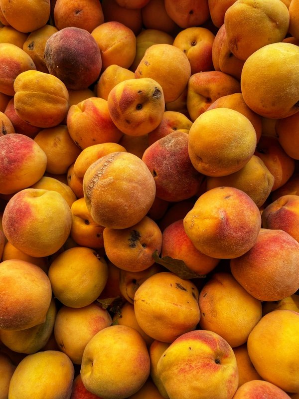 Où découvrir les traditions de la pêche traditionnelle en Bretagne ?